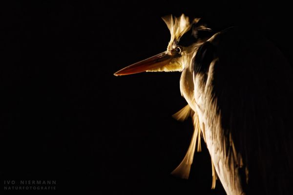 7J1A9134_DxO_www980.jpg